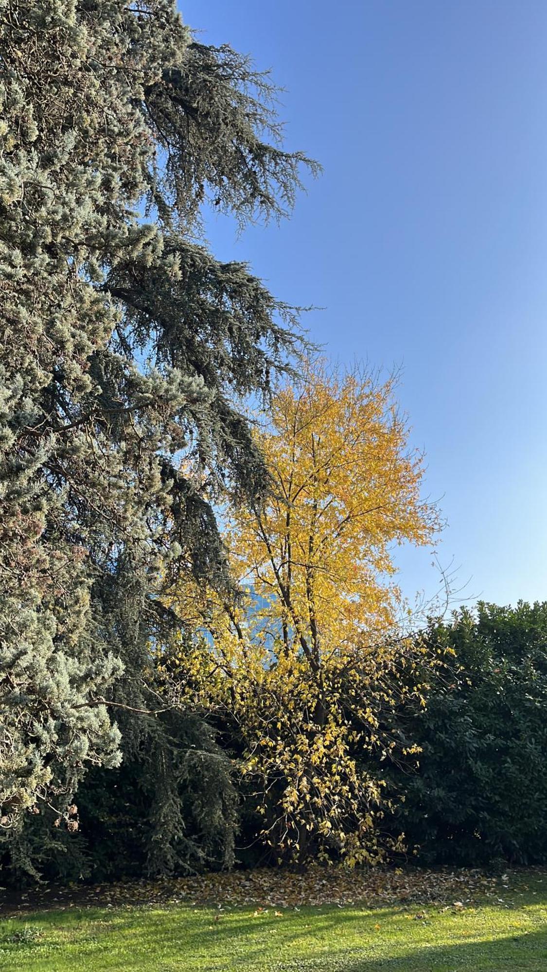 Acero Giallo Πάρμα Εξωτερικό φωτογραφία