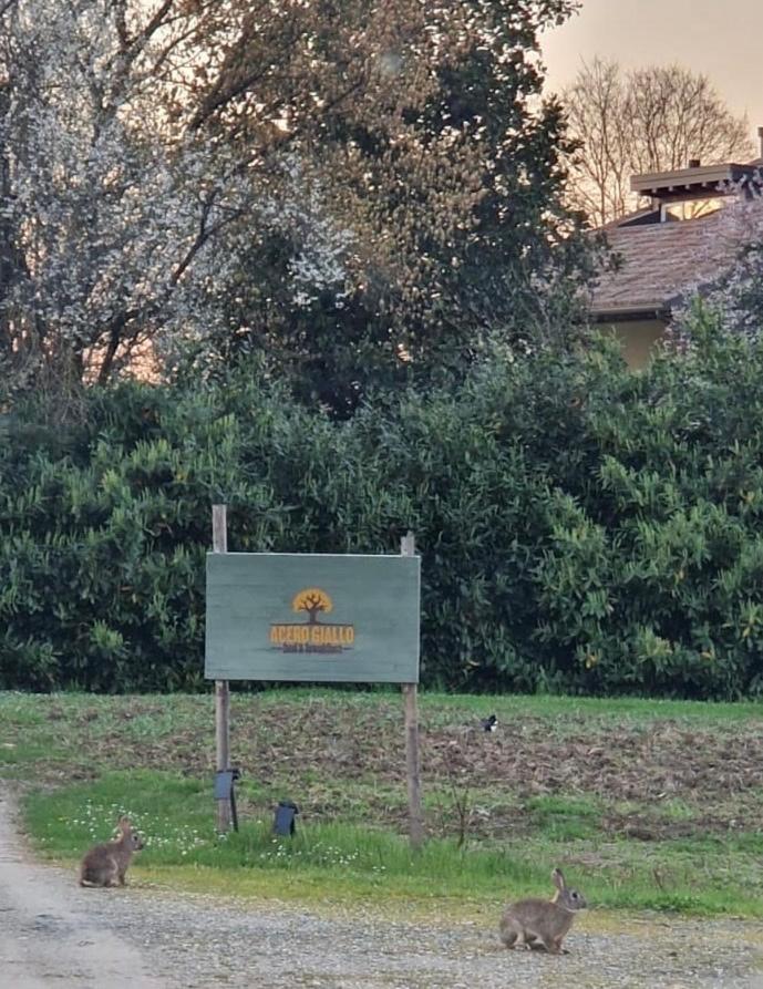 Acero Giallo Πάρμα Εξωτερικό φωτογραφία